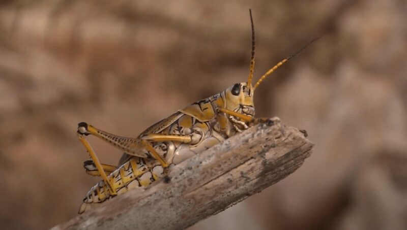Grasshopper-Spiritual-Meaning