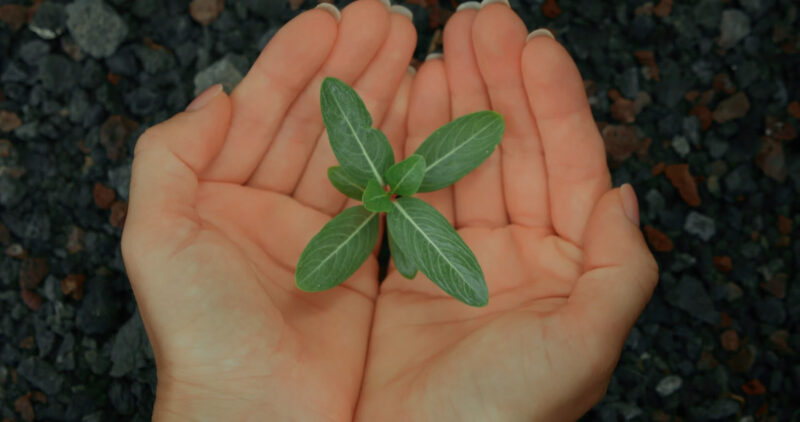 A girl holding a plant that is beginning to grow, symbolizing a new beginning