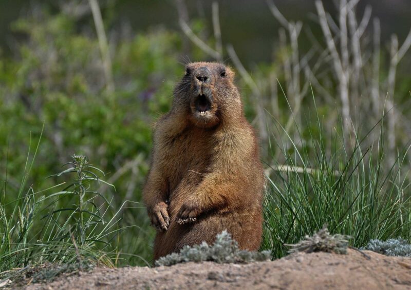 Spiritual Meanings Of Groundhog & Symbolism