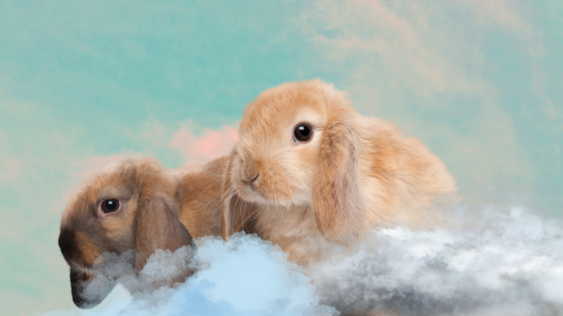 cute rabbits