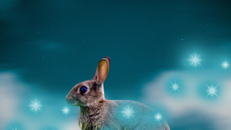 rabbit and blue sky