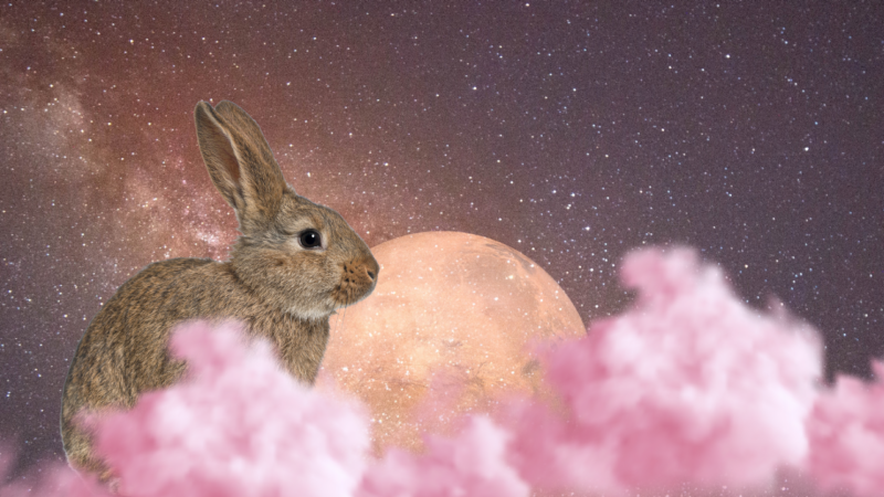 rabbit and the moon