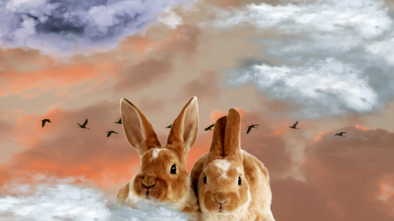 rabbits in dreamy environment