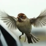 Close-up image of a sparrow in mid-flight with its wings spread, as it approaches a car.