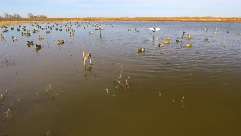 A Spread of Decoys on A Calm Water Surface