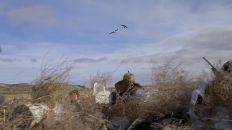 Hunters Concealed in A Grass-Covered Blind Take Aim at Approaching Geese in An Open Field