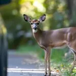 A deer standing cautiously on a forest-lined road near a parked car, looking towards the viewer